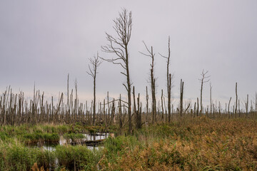The Peenetalmoor Nature Reserve near Anklam, Mecklenburg-Western Pomerania, Germany