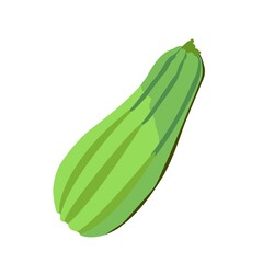 Vegetable isolated on white background. Cartoon simple flat. Zucchini vector illustration. Color image.