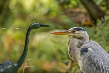 Heron next to a heron statue, in a park, close up, in Scotland in autumn