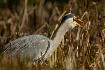Heron in the reeds eating a toad, close up, in Scotland in spring time