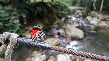 Rare 88 butterfly, Diaethria clymena, over a stream in the Brazilian rainforest