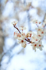 Apricot trees bloom with white flowers in early spring