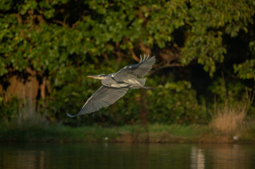 Heron flying across a pond, close up, in Scotland in winter