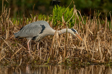 Heron fishing in the reeds, close up, in Scotland in spring time