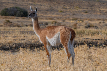 Guanaco 