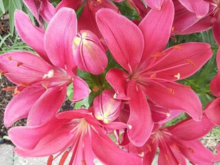 Fototapeta na wymiar pink lily flowers