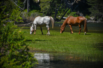 Obraz premium Horses 