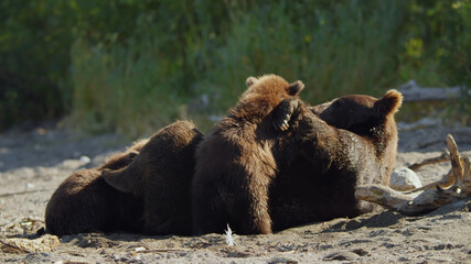 Siberian bears