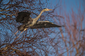 Heron flying from a tree, close up, in Scotland in winter