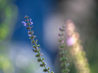 Close-up of Salvia pratensis, meadow sage, purple flower, on a blue colored, blurred, bokeh background