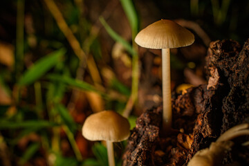 Mushrooms 