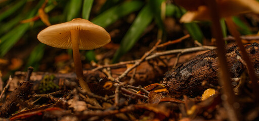 Mushrooms 