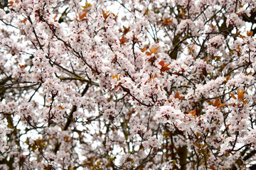 Full Frame of beautiful Cherry blossoms blooming in spring time,  soft focus. Natural seasonal spring background.