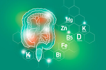Essential nutrients for Intestine health including Kalium, Ferrum, Magnesium, Vitamin D.
Design set of main human organs with molecular grid, micronutrients and vitamins on light green background.