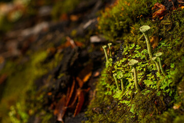 moss on the rock