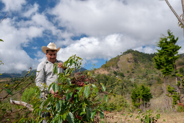 Happy farmer collecting Arabica coffee beans on the coffee tree.