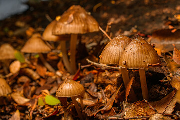 mushrooms in the forest