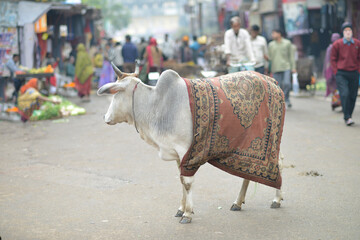 Indian cow in the street with a carpet
