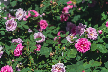 Roses of the hardy Hurdalsrosa Rose, Norway.