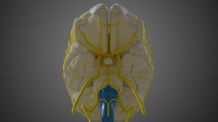 Brain Medulla oblongata Anatomy For Medical Concept 3D