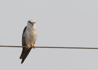 Black Shouldered Kite  on a wire