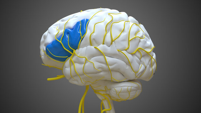 Brain Inferior Frontal Gyrus Anatomy For Medical Concept 3D