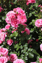 pink roses in garden