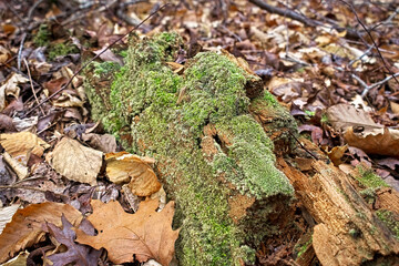 Decaying log on the ground of the Chattahoochee National Forest Mountains in autumn on the Pinhoti Trail at Taylor's Ridge in North Georgia