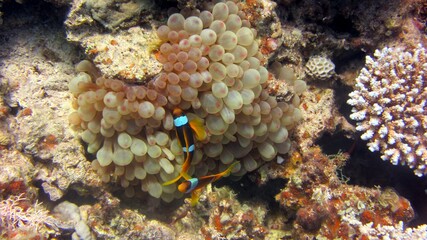 coral reef with fish