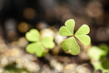 Blume