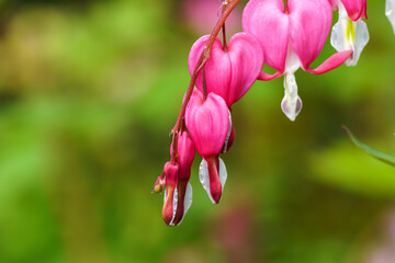 Blume