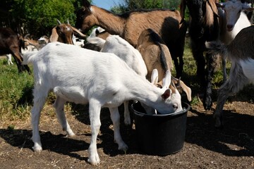 Goats drink water from a bucket in farm © Iwona