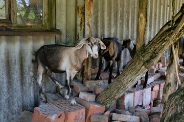 Herd of goats are walking on bricks in farmland