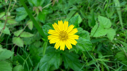 yellow flower