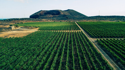 Tenerife vineyard panorama from drone. Beautiful landscape of stright rows, lines pattern, blue sky