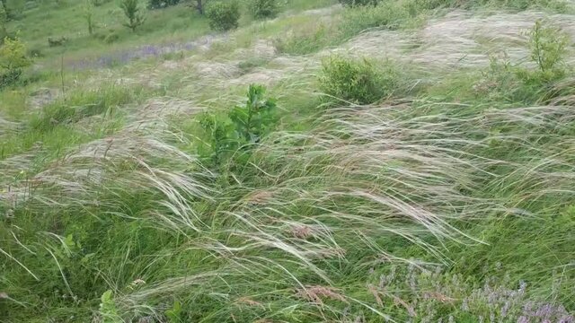 Stipa capillata is a rare plant as known as feather, needle, spear grass by wind in steppe. Ukraine field grass. Video mp4