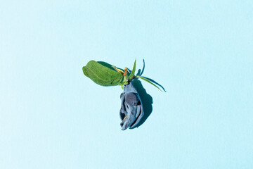 Close-up of a honeysuckle berry of an unusual shape on a blue background.
