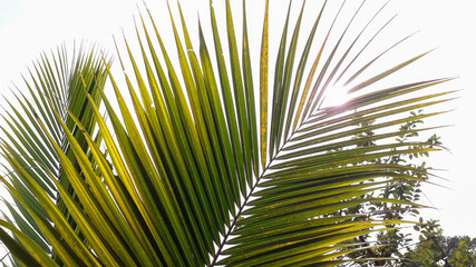 palm tree leaves