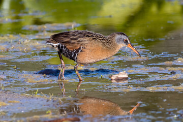 Love Birds at Lynde Shores Conservation Area Ajax Ontario