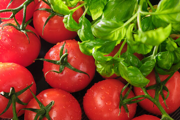 Fresh ripe red tomatoes with fresh basil on a wooden background. Freshly picked red tomatoes and basil leaves top view