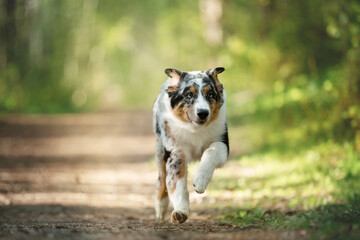 Portrait of an Blue merle Australian shepherd dog running in the forest at sunset in summer.