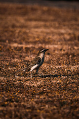 Pájaro.