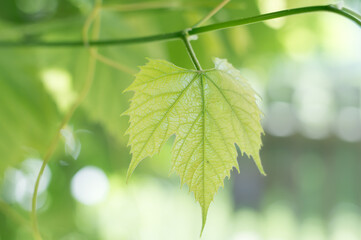 Fototapeta na wymiar Close up shot of a green vine leaf