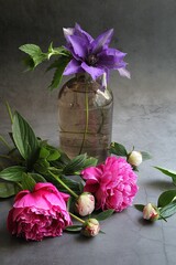 cut flowers, two-color peonies, light pink and dark pink peonies, fragrant flowers, peonies, vase with purple clematis, flower arrangement