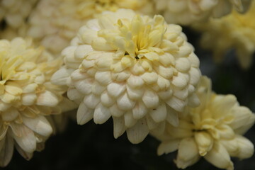 close up of a chrysanthemum