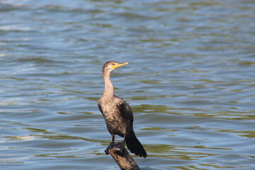 Double-Crested Cormorant