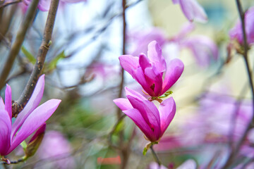 Blooming magnolia flowers in the city park