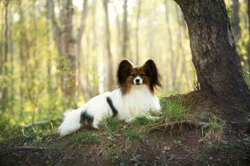 Portrait of beautiful dog breed papillon lying under the tree in the forest in summer. Continental toy posing outdoors