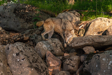 Grey Wolf (Canis lupus) Walks Along Rocks at Rivers Edge Summer