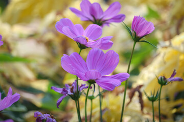 The beautiful cosmos flowers in the garden in Thailand